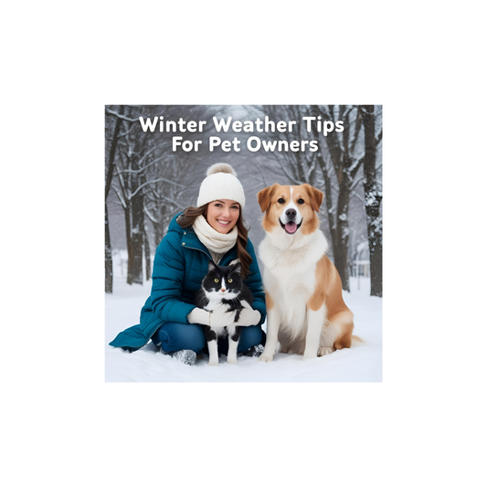 Essential Winter Weather Tips for Pet Owners