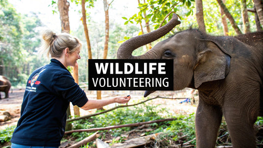 7 Best Wildlife Sanctuary Volunteer Opportunities for 2025
