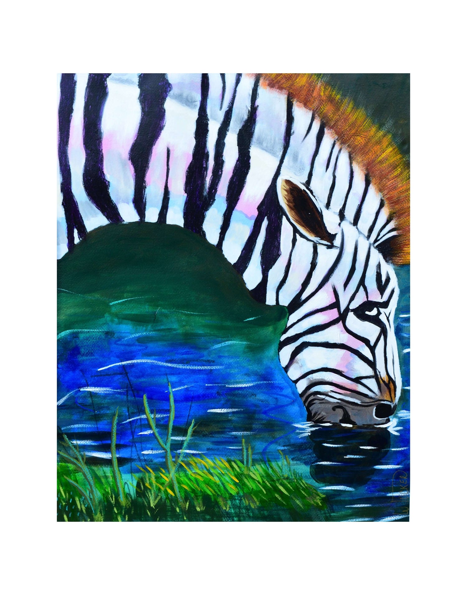 Fine art zebra print on paper by William Tucker Art showing a zebra drinking water near grass