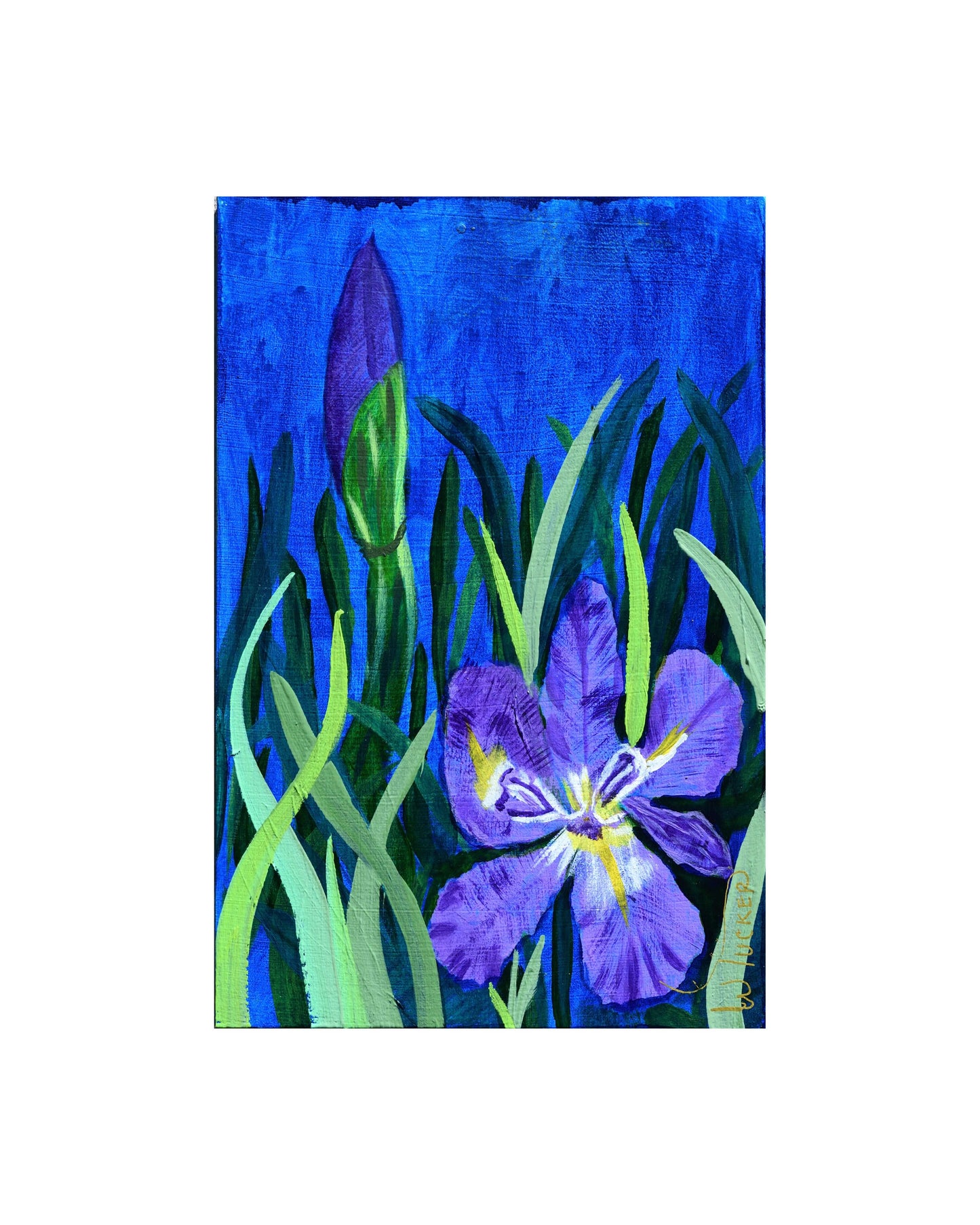 Iris flower art print by William Tucker Art featuring vibrant purple iris with green leaves on a blue background