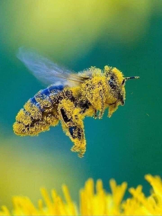 The Fascinating World of Honey Bees