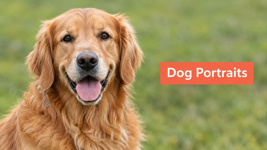 Dog Portrait Photos That Shine: A Practical How-To Guide