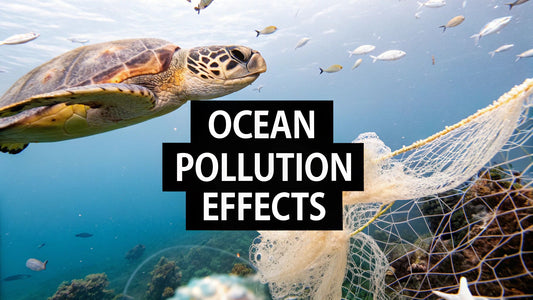 ocean pollution effects on animals: What You Need to Know